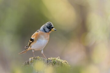 Fototapeta premium A beautiful male brambling sits on a tree stump. Fringilla montifringilla. Closeup portrait of a brambling. 