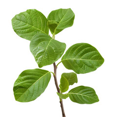 Fototapeta na wymiar Shyonaka Oroxylum indicum Ayurveda herb natural medicinal remedy ingredient, isolated on a white background