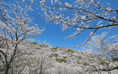一万本の桜が咲く花立公園