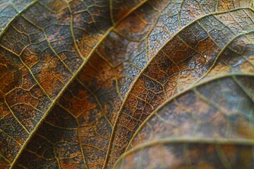 Close up of leaf texture 