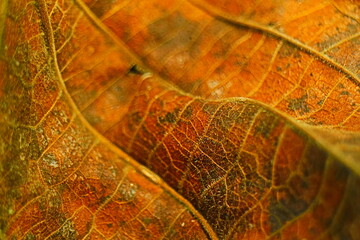 Obraz premium macro leaves 