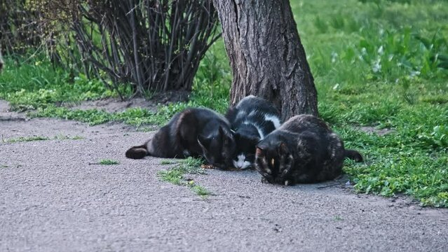 Three stray cats huddle together as they share a meal on a concrete path next to a tree, with the soft glow of dusk illuminating the scene. Stray cat outdoor in slow motion. Lonely abandoned animals.