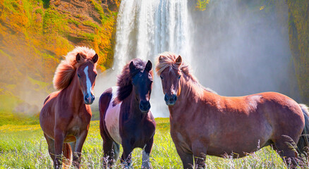 Amazing Skogafoss waterfall in Iceland - The Icelandic red horse is a breed of horse developed -...
