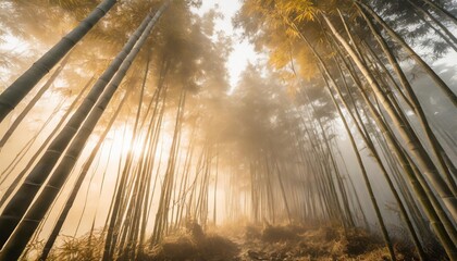 bamboo forest in the fog