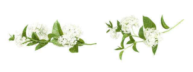 Set of hydrangea flowers on white