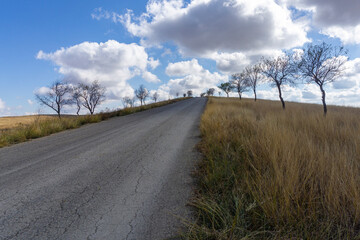 An earthen road leads to a hillock. Dry trees along the edges of the road. Dry orange grass. Bright...