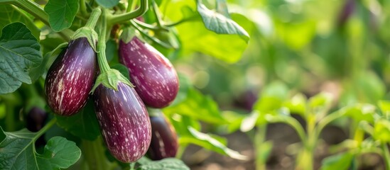 close up Growing eggplant harvest and producing vegetables cultivation. Concept of small eco green business organic farming gardening and healthy food