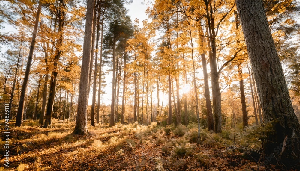 Canvas Prints autumn in the forest