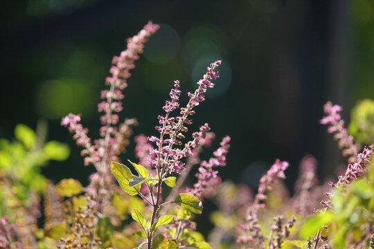 Holy basil plant growing in the garden. Ocimum tenuiflorum. Tulsi. Nature background.