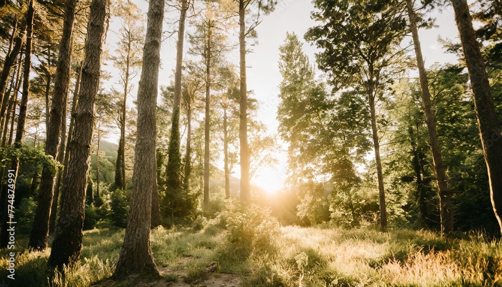 Sticker green forest landscape in warm sunlight