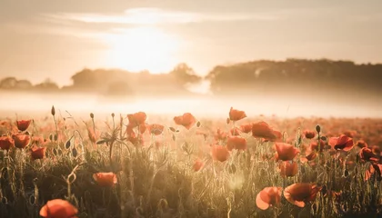 Sierkussen red poppy field in morning mist © Claudio