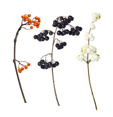 Set of autumn twigs with berries isolated on white or transparent background