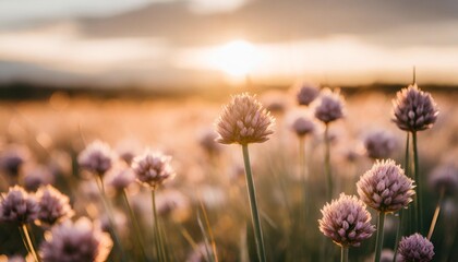 chives blooming at sunset purple nature background - obrazy, fototapety, plakaty