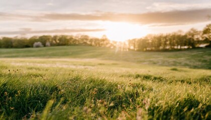 fresh spring green grass