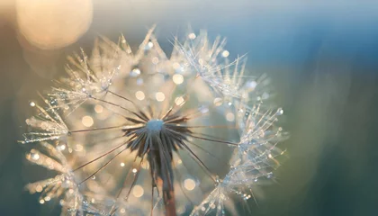  beautiful dew drops on a dandelion seed macro beautiful blue background large golden dew drops on a parachute dandelion soft dreamy tender artistic image form © Claudio
