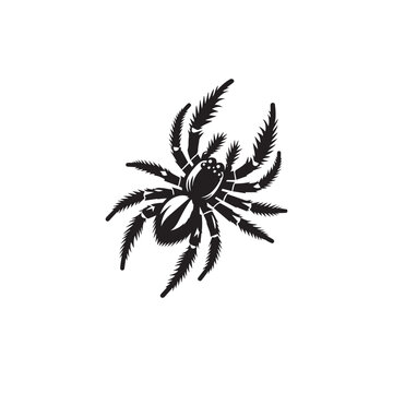 jumping spider silhouette image,jumping spider silhouette  vector,jumping spider silhouette  svg ,jumping spider silhouette  png 