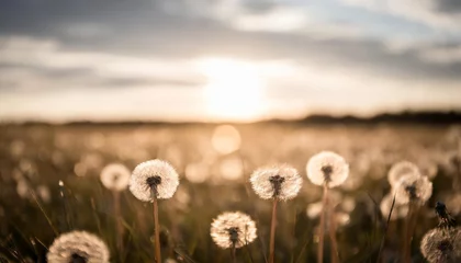  field of dandelion in sunset bokeh and allergy © Claudio