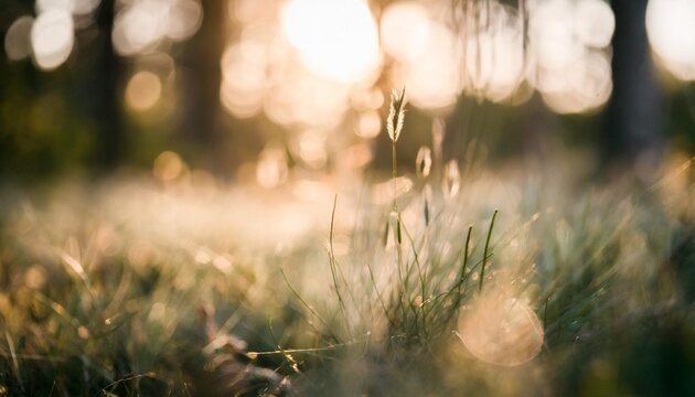 green grass in a forest at sunset macro image shallow depth of field summer nature background
