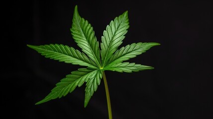 Cannabis plant leaves over dark background.