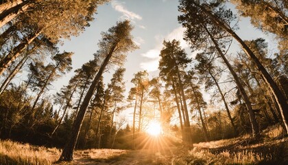 beautiful forest panorama with large trees and bright sun wide angle lens