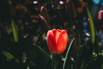 Red tulips close-up, spring background 