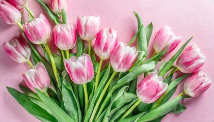 Spring Serenade: Pink Tulips Arranged on Pastel Pink Surface