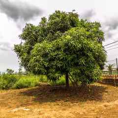 Mangifera indica, commonly known as mango, is a species of flowering plant in the family Anacardiaceae. Shot in a farm in Lagos Nigeria.
