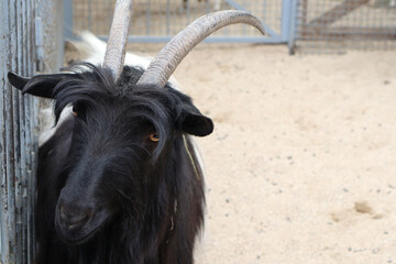 A black goat with beautiful horns looks at the camera. Background. Close-up. Selective focus. Copyspace