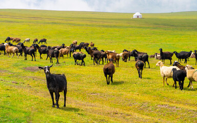 Sheep on a green meadow, funny sheep looking at the camera, white yurt in the distance.