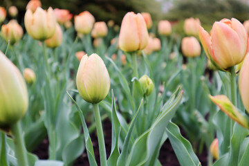 Tulips bloom in a flowerbed. Buds. Close-up. Selective focus. Copyspace