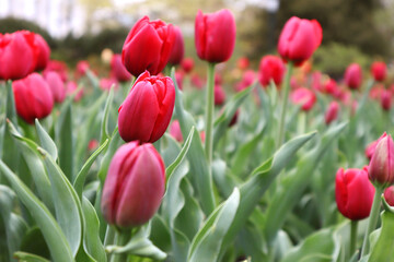 Beautiful red tulips in a flowerbed. Background. Close-up. Selective focus. Copyspace