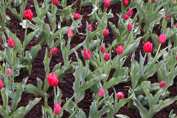 Beautiful red tulips in a flowerbed. Background. Close-up. Selective focus. Copyspace