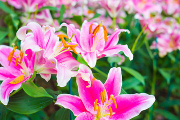 Beautiful pink lily botanical outdoor garden flower blooming - 774880945