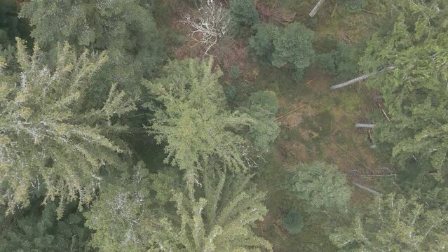 Survol en drone en vue verticale d'une for&ecirc;t vosgienne &agrave; la sortie de l'hiver : sapins et r&eacute;sineux