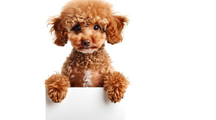 Toy Poodle puppy standing still and looking at the camera, on a pure white background
