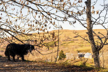 Scène agricole au cœur du Massif central : Veille du chien de ferme à Marcenat, Cantal, France
