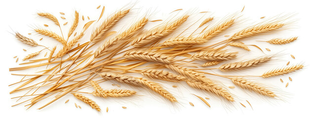 Ripe ears of wheat on a white background - 774883331