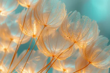  Dandelion seeds on blue   © paul