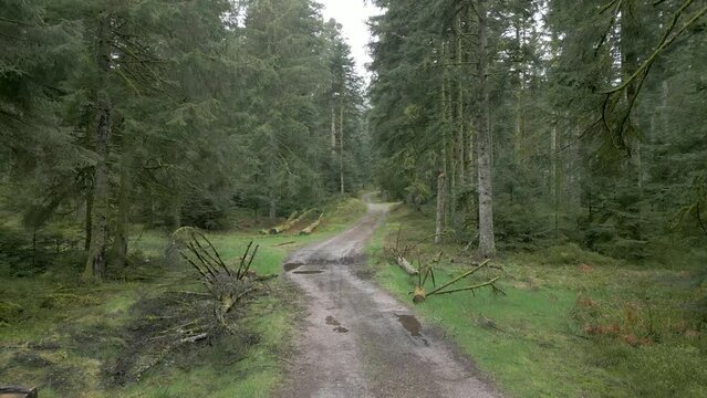 Ballade en drone dans le for&ecirc;t vosgienne le long d'un chemin de bucheron non loin de Remiremont