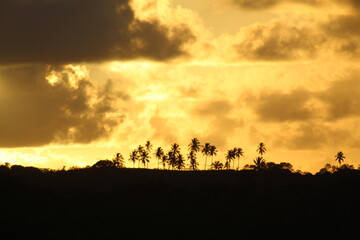 Fototapeta na wymiar coqueiros contra céu alaranjado no pôr do sol em alagoas 