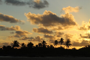 coqueiros contra céu alaranjado no pôr do sol em alagoas 