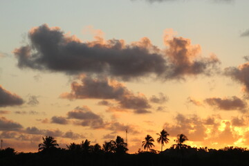 coqueiros contra céu alaranjado no pôr do sol em alagoas 