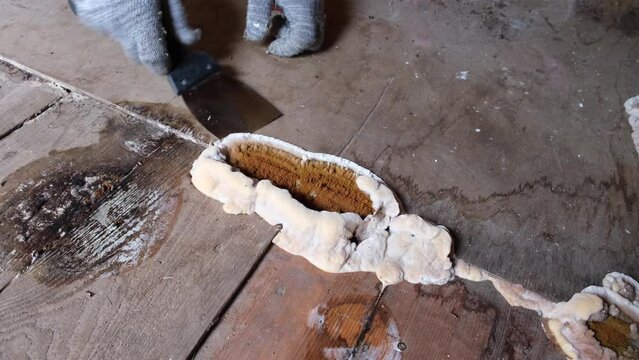 Hand in a glove removes home fungus or Serpula lacrymans from the floor. Fungus attacking wooden elements in structures, close-up video