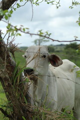bois em pasto no interior do brasil 