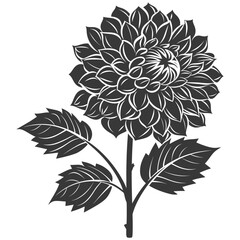Silhouette dahlia flower black color only