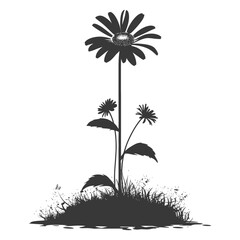 Silhouette daisy flower in the ground black color only