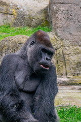 Portrait of a Western Lowland Gorilla (Gorilla gorilla gorilla)