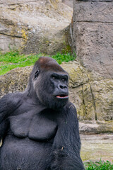 Majestic Guardian: The Gorilla in its Splendor