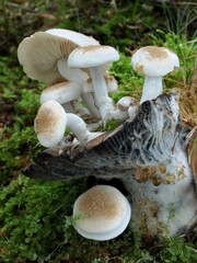 Powdery piggyback mushrooms (Asterophora lycoperdoides) on the old guttulate Blackening Brittlegill mushroom (Russula nigricans) - obrazy, fototapety, plakaty