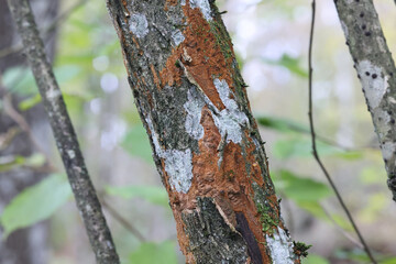 Rusty porecrust, Phellinus ferruginosus, also called Fuscoporia ferruginosa,  polypore fungus from Finland
